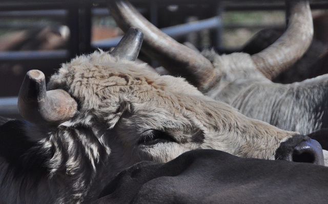 bull charger